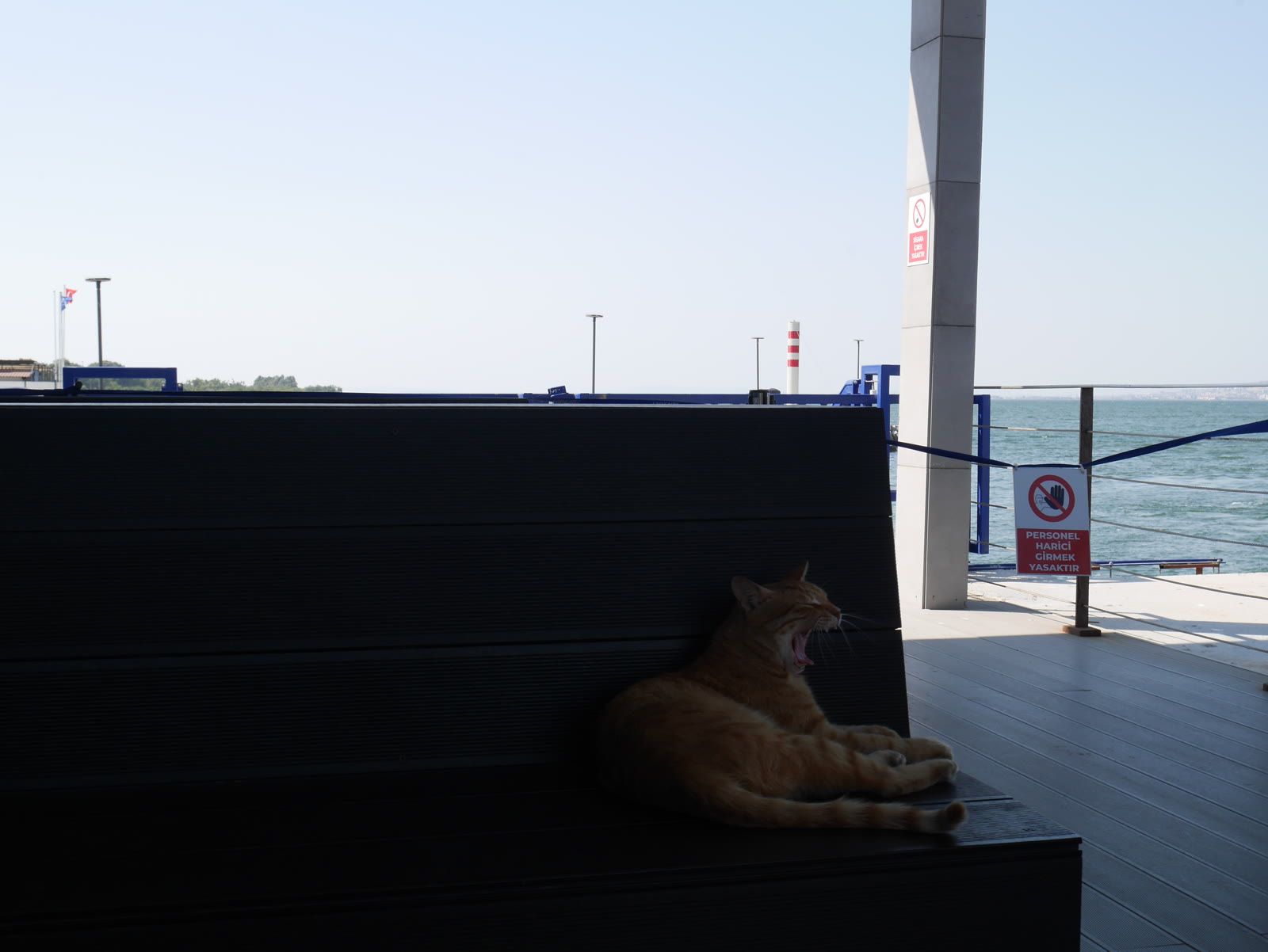 Photograph 25 from Gats Turcs