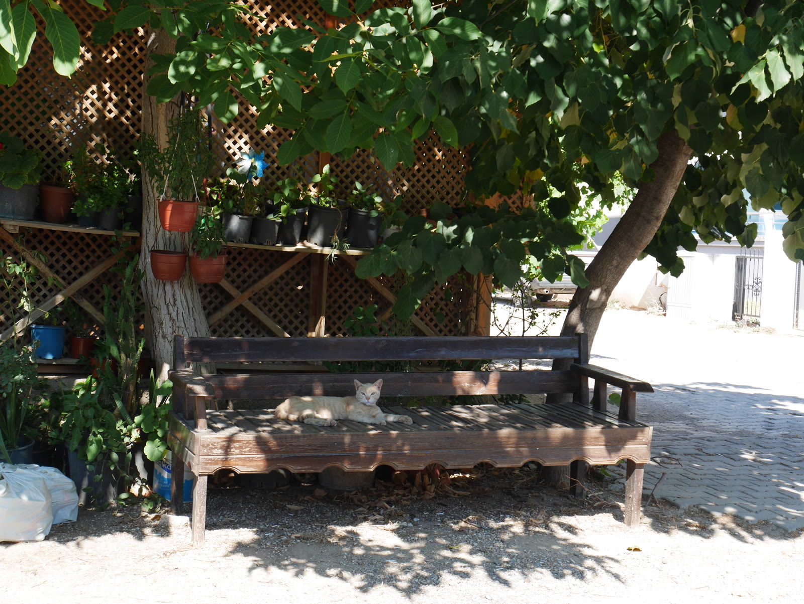 Photograph 14 from Gats Turcs
