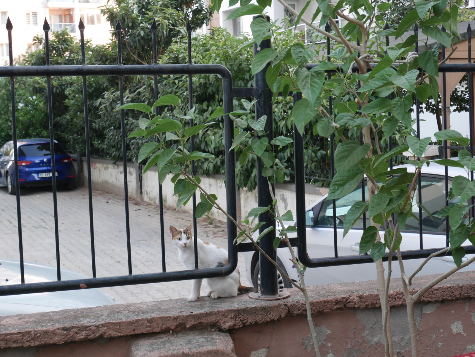 Photograph 23 from Gats Turcs