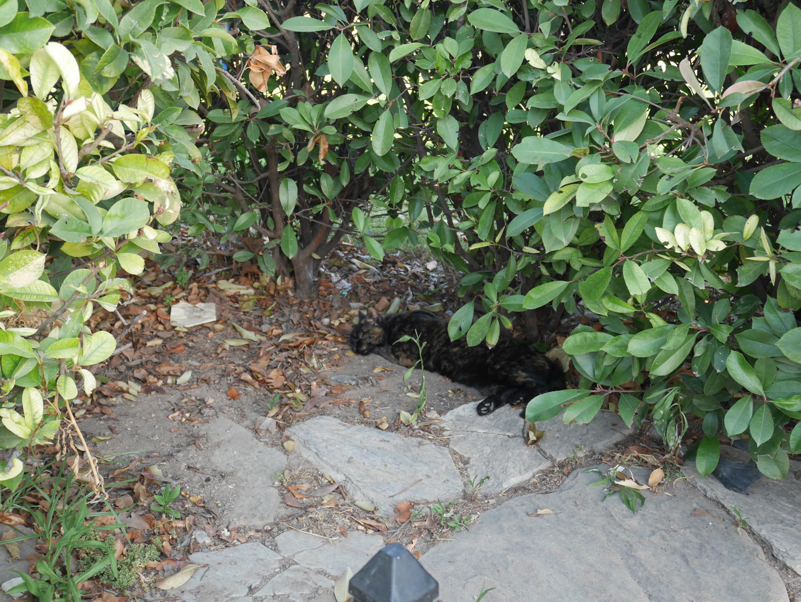 Photograph 30 from Gats Turcs