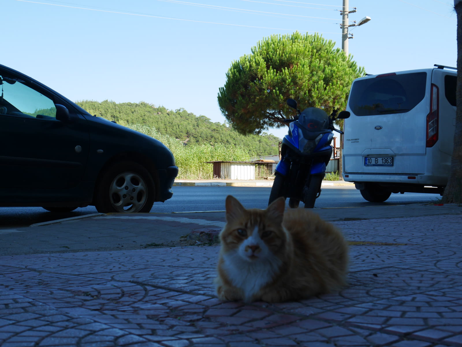 Photograph 13 from Gats Turcs