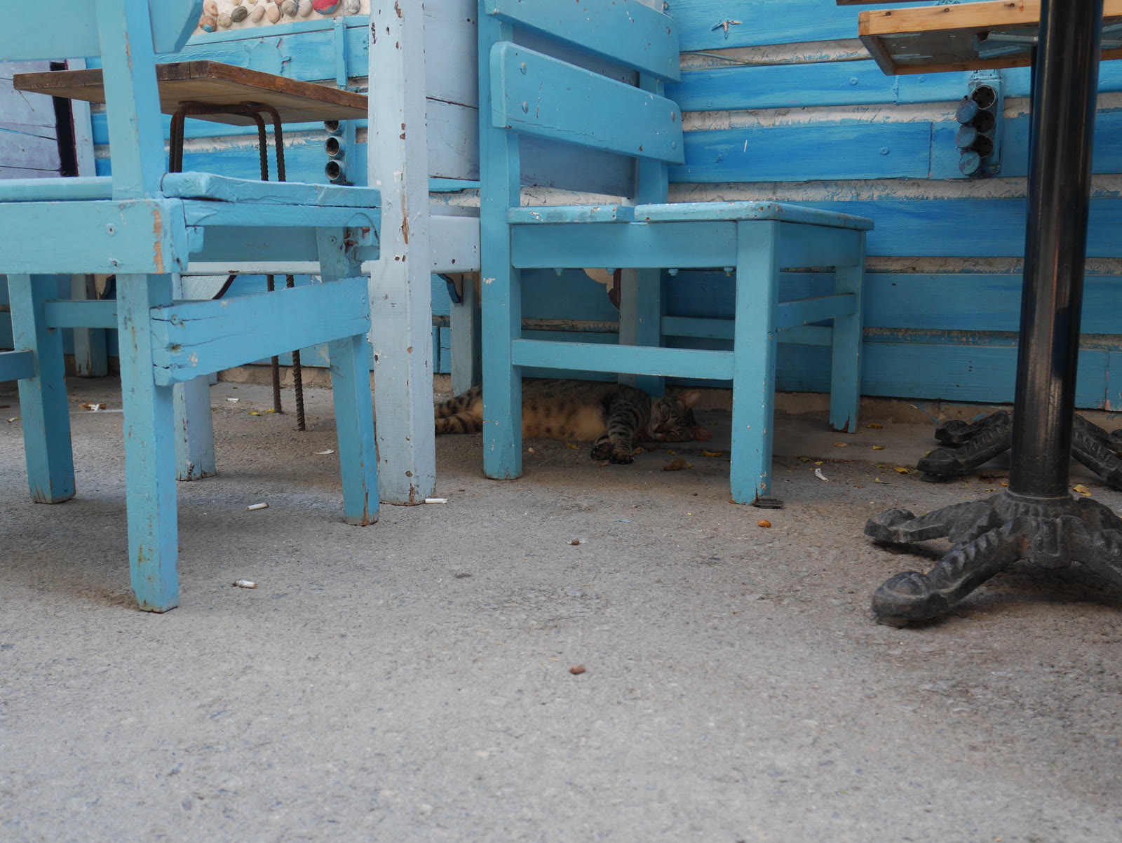Photograph 7 from Gats Turcs