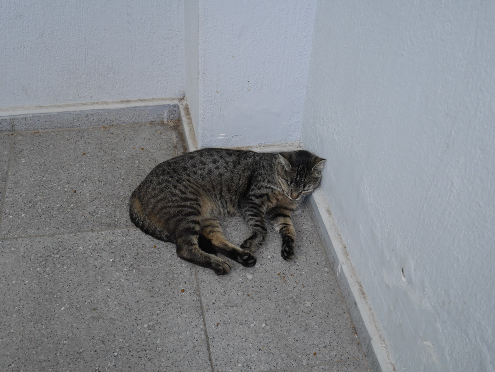 Photograph 4 from Gats Turcs