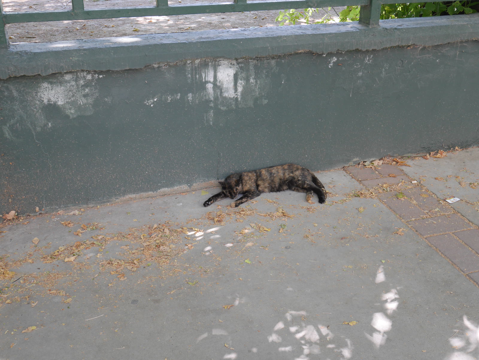 Photograph 5 from Gats Turcs